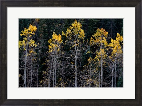 Framed Autumn Yellow Aspen In The Uncompahgre National Forest Print