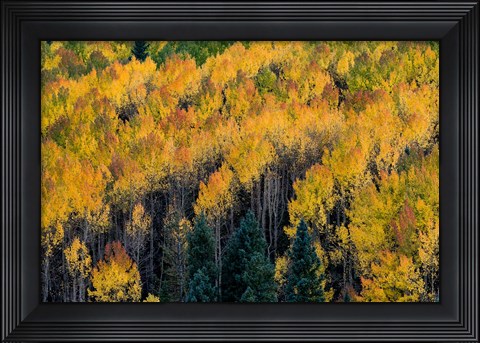 Framed Golden Aspen Of The Uncompahgre National Forest Print