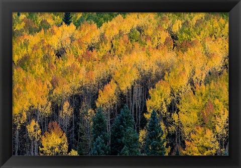 Framed Golden Aspen Of The Uncompahgre National Forest Print