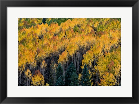 Framed Golden Aspen Of The Uncompahgre National Forest Print