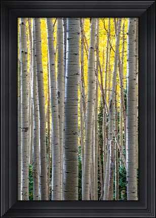 Framed Gathering Of Yellow Aspen In The Uncompahgre National Forest Print