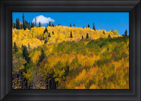 Framed Golden Landscape If The Uncompahgre National Forest Print