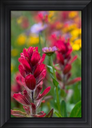Framed Alpine Wildflowers With Paintbrush Print