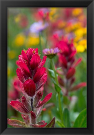 Framed Alpine Wildflowers With Paintbrush Print