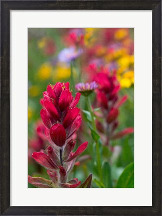Framed Alpine Wildflowers With Paintbrush Print