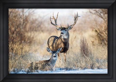 Framed Buck And Doe Mule Deer Print