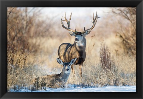 Framed Buck And Doe Mule Deer Print