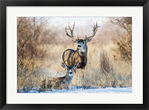 Framed Buck And Doe Mule Deer Print