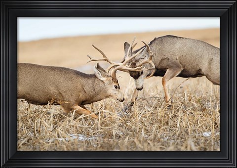 Framed Mule Deer Bucks Fighting Print