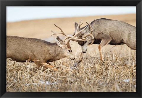 Framed Mule Deer Bucks Fighting Print