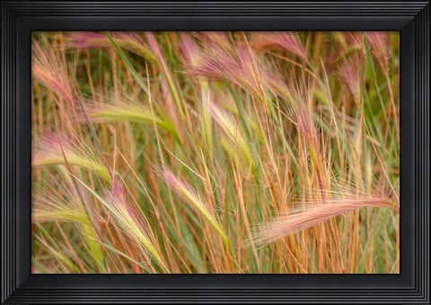 Framed Fox-Tail Barley, Routt National Forest, Colorado Print