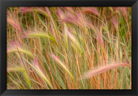 Framed Fox-Tail Barley, Routt National Forest, Colorado Print