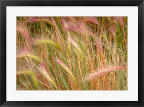 Framed Fox-Tail Barley, Routt National Forest, Colorado Print