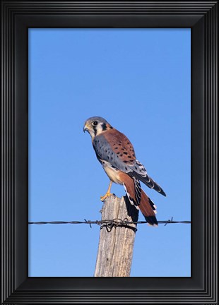 Framed American Kestrel Print