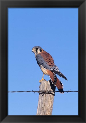 Framed American Kestrel Print