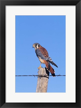 Framed American Kestrel Print