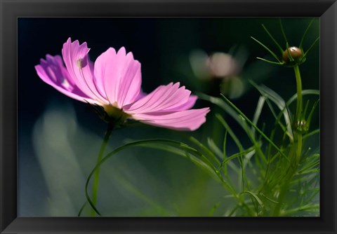 Framed Close-Up Of Cosmos Flower And Bud Print