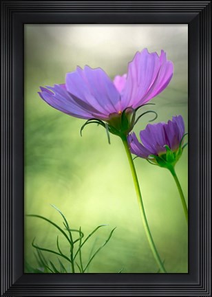 Framed Close-Up Of Purple Cosmos Flowers Print