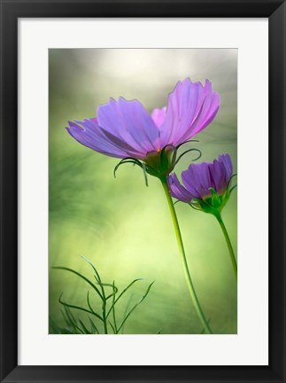 Framed Close-Up Of Purple Cosmos Flowers Print