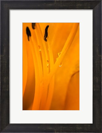 Framed Inside Of A Day Lily Plant Print