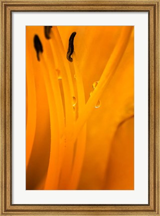 Framed Inside Of A Day Lily Plant Print