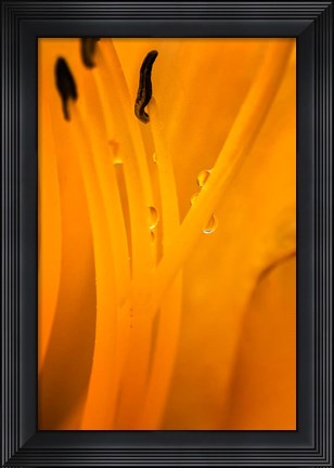 Framed Inside Of A Day Lily Plant Print