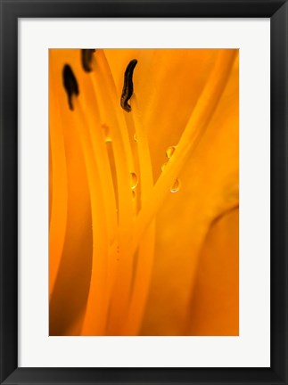 Framed Inside Of A Day Lily Plant Print