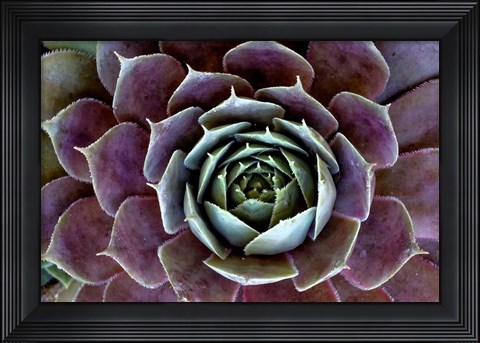 Framed Close-Up Of Hen And Chick Plant Print