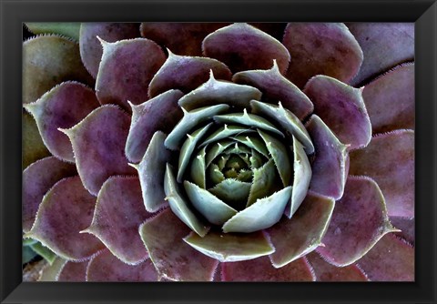 Framed Close-Up Of Hen And Chick Plant Print