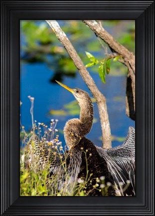 Framed Anhinga In Everglades NP, Florida Print