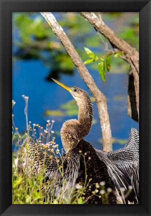 Framed Anhinga In Everglades NP, Florida Print