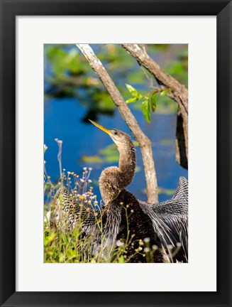 Framed Anhinga In Everglades NP, Florida Print