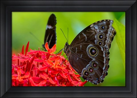 Framed Blue Morpho Butterfly On A Flower Print