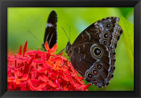 Framed Blue Morpho Butterfly On A Flower Print