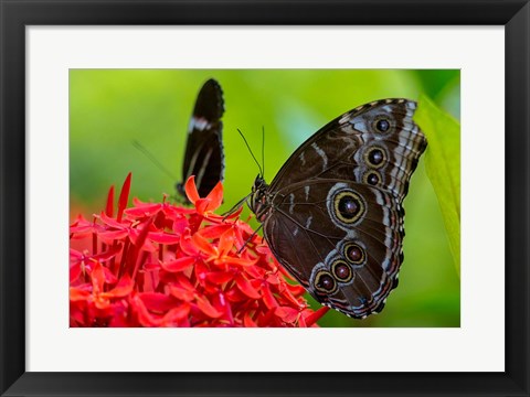 Framed Blue Morpho Butterfly On A Flower Print