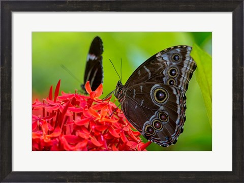 Framed Blue Morpho Butterfly On A Flower Print