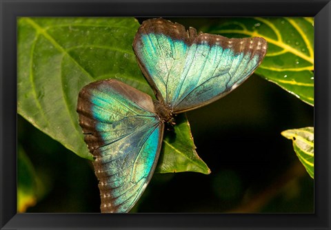 Framed Blue Morpho Butterfly On A Leaf Print