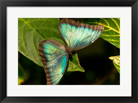 Framed Blue Morpho Butterfly On A Leaf Print