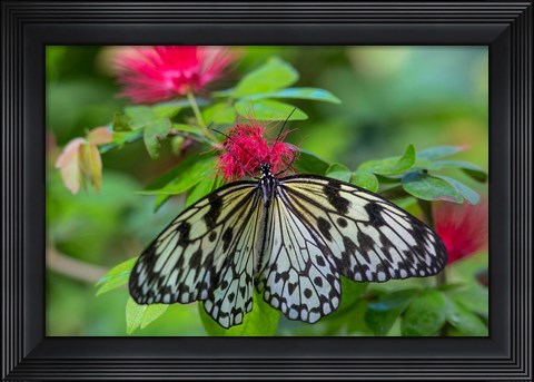 Framed Rice Paper Butterfly Print