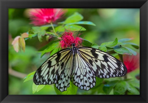 Framed Rice Paper Butterfly Print