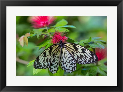 Framed Rice Paper Butterfly Print