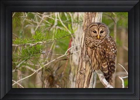 Framed Barred Owl In Everglades National Park, Florida Print