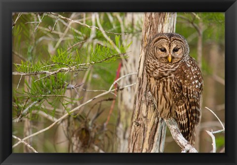 Framed Barred Owl In Everglades National Park, Florida Print