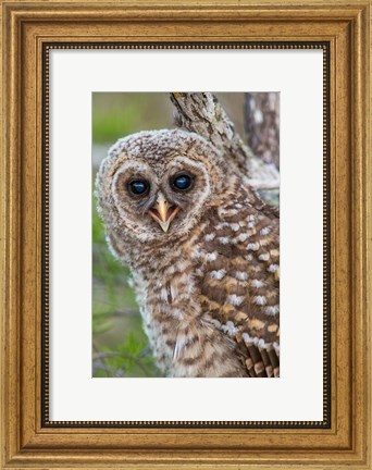 Framed Fledgling Barred Owl In Everglades National Park, Florida Print