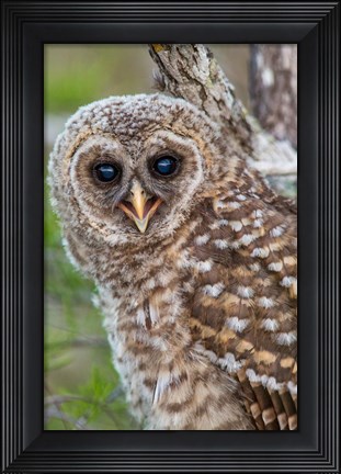 Framed Fledgling Barred Owl In Everglades National Park, Florida Print