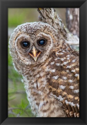 Framed Fledgling Barred Owl In Everglades National Park, Florida Print