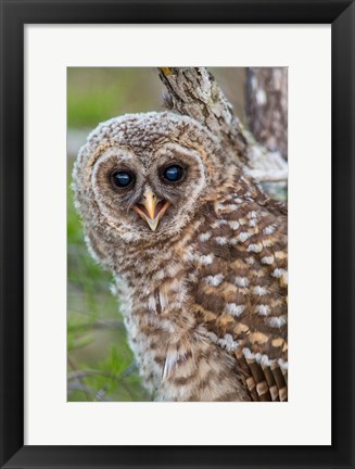 Framed Fledgling Barred Owl In Everglades National Park, Florida Print