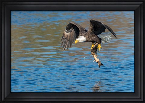 Framed Eagle Catching A Fish,  St John River Print