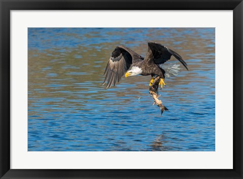 Framed Eagle Catching A Fish,  St John River Print