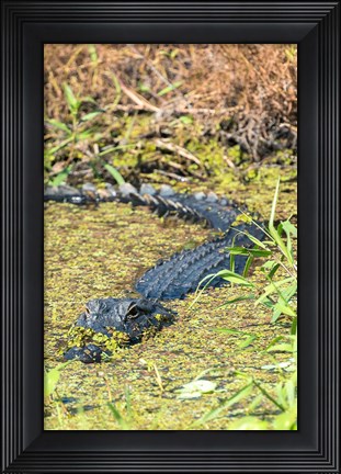 Framed Alligator In St John River Print